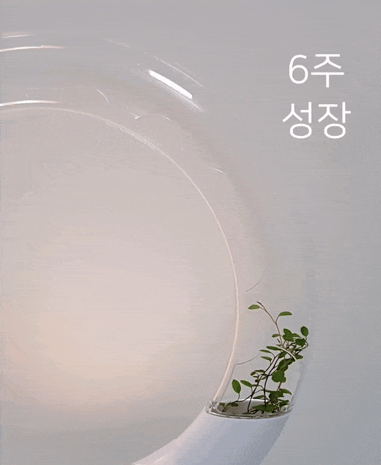 미래지향적 인테리어 화분 (공기정화 식물) 윙크트리 상세 이미지 2