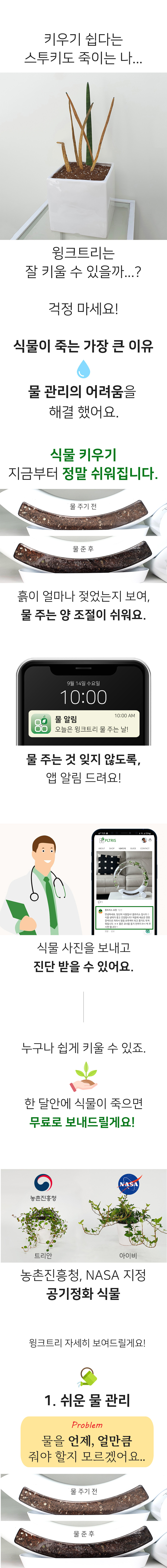 미래지향적 인테리어 화분 (공기정화 식물) 윙크트리 상세 이미지 3