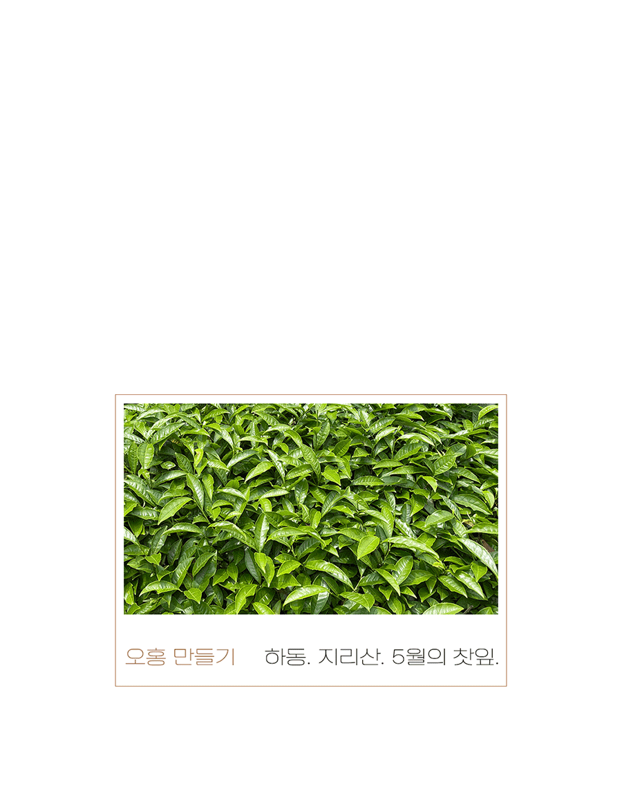 [오홍] ACOH 깊고 부드러운 국산 홍차 상세 이미지 3