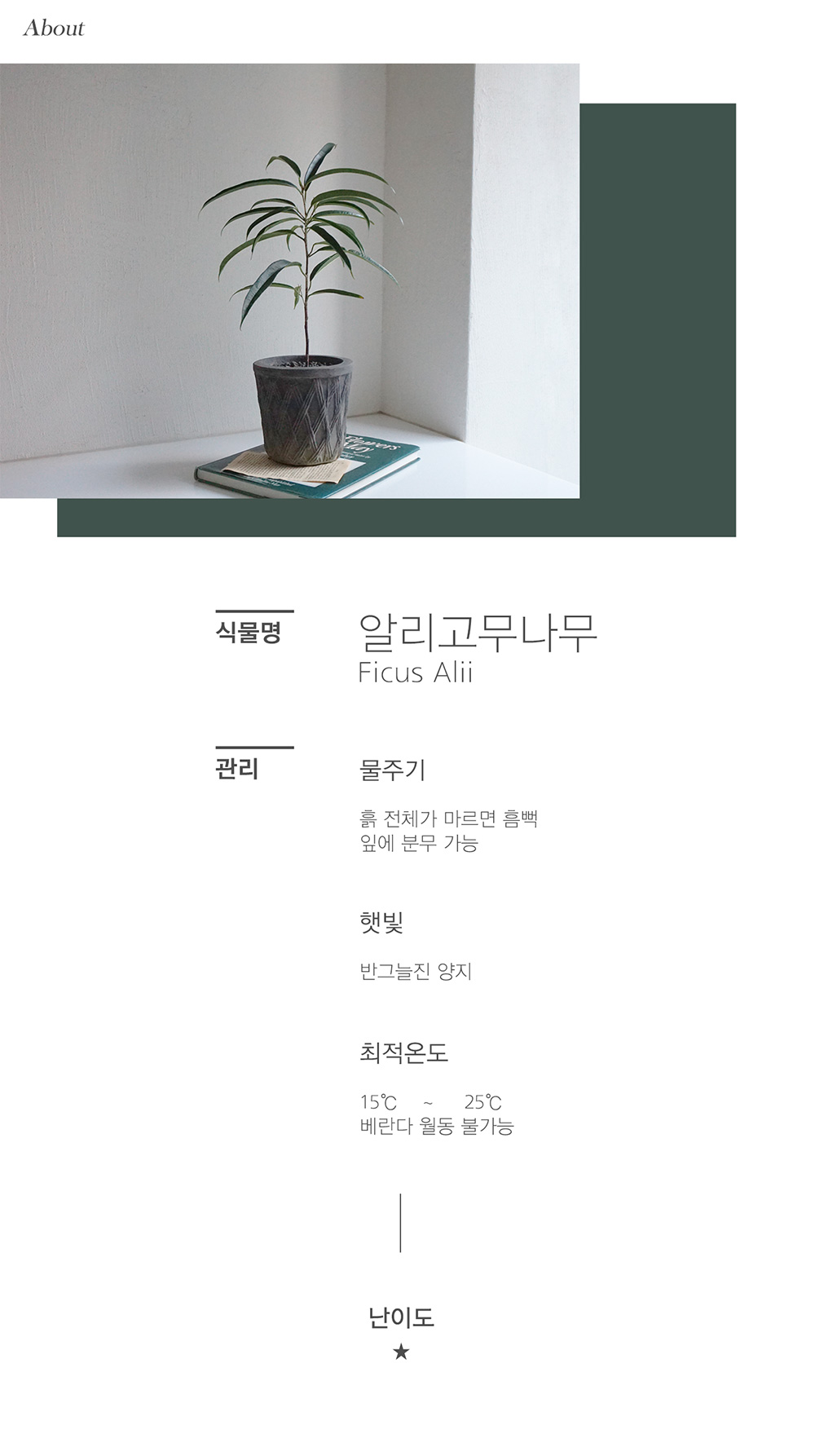 [내추럴그린] 알리 벤자민 고무나무+줄무늬 블랙토분set 상세 이미지 2