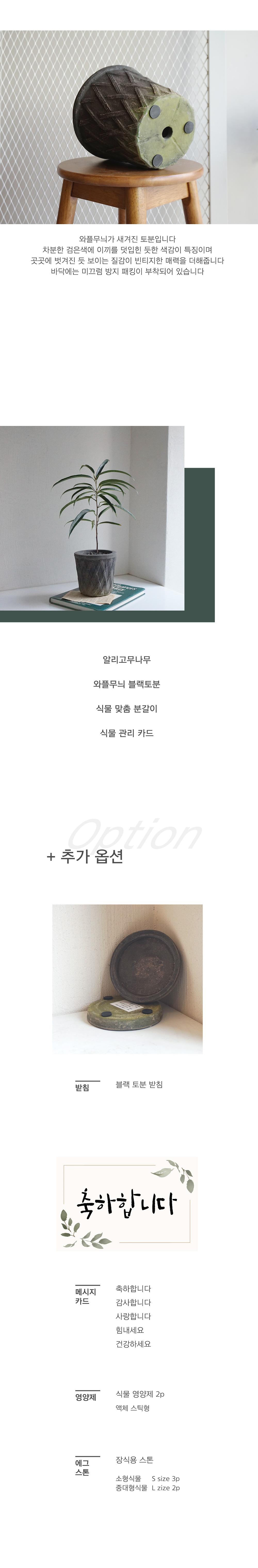 [내추럴그린] 알리 벤자민 고무나무+줄무늬 블랙토분set 상세 이미지 4