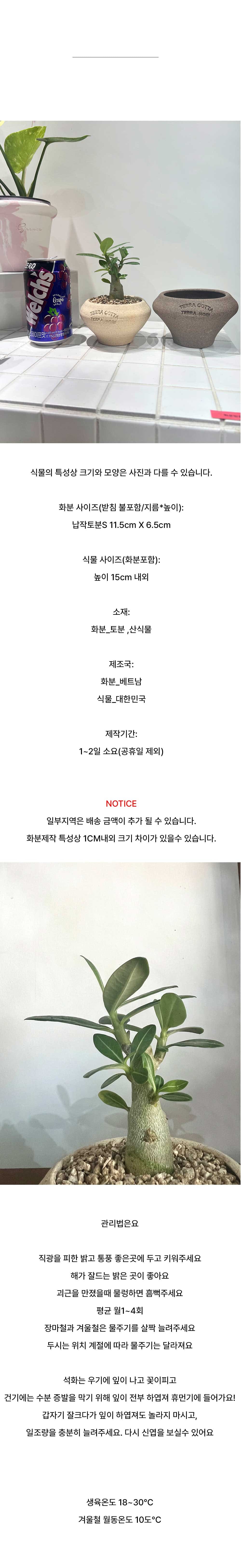 납작 타원토분에 담긴 바오밥 닮은 미니 다육이 석화 상세 이미지 5