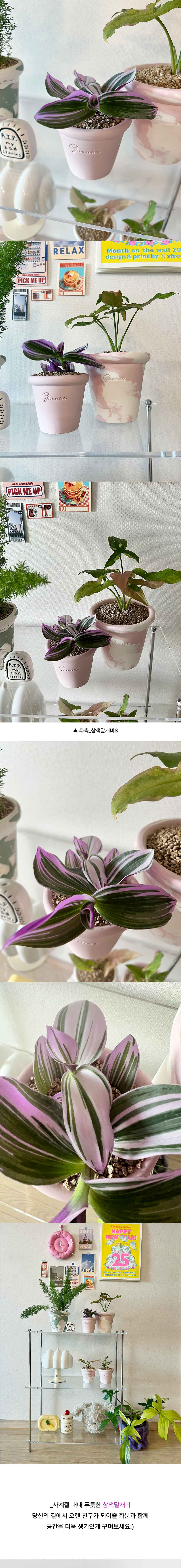 핸드메이드 토분 2size에 담긴 보라색잎이 예쁜 삼색 달개비 상세 이미지 4