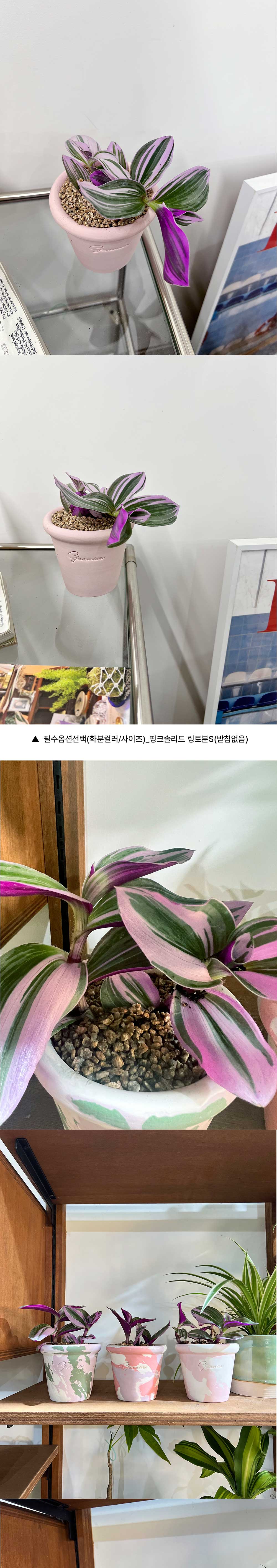 핸드메이드 토분 2size에 담긴 보라색잎이 예쁜 삼색 달개비 상세 이미지 5