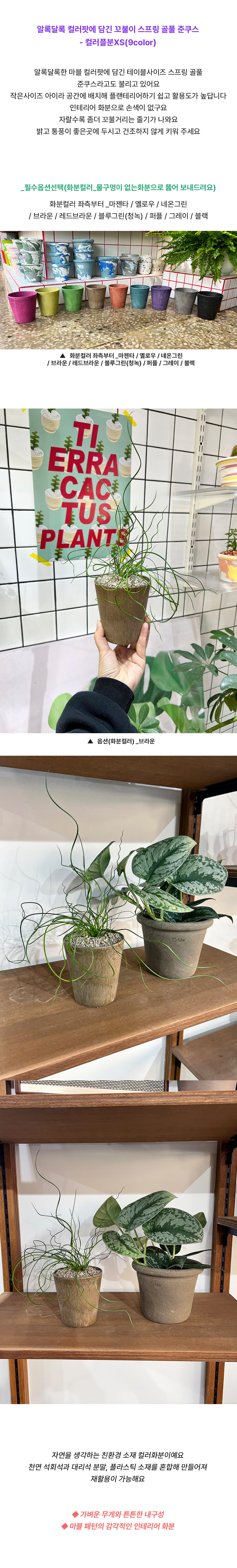 화분포함 컬러팟에 담긴 스프링 골풀 준쿠스 - 컬러플분XS 9색 상세 이미지 2