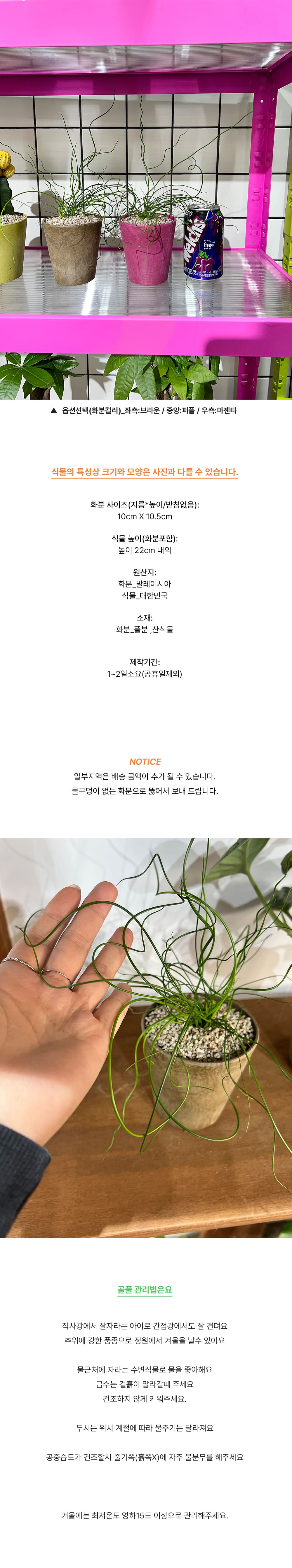 화분포함 컬러팟에 담긴 스프링 골풀 준쿠스 - 컬러플분XS 9색 상세 이미지 5