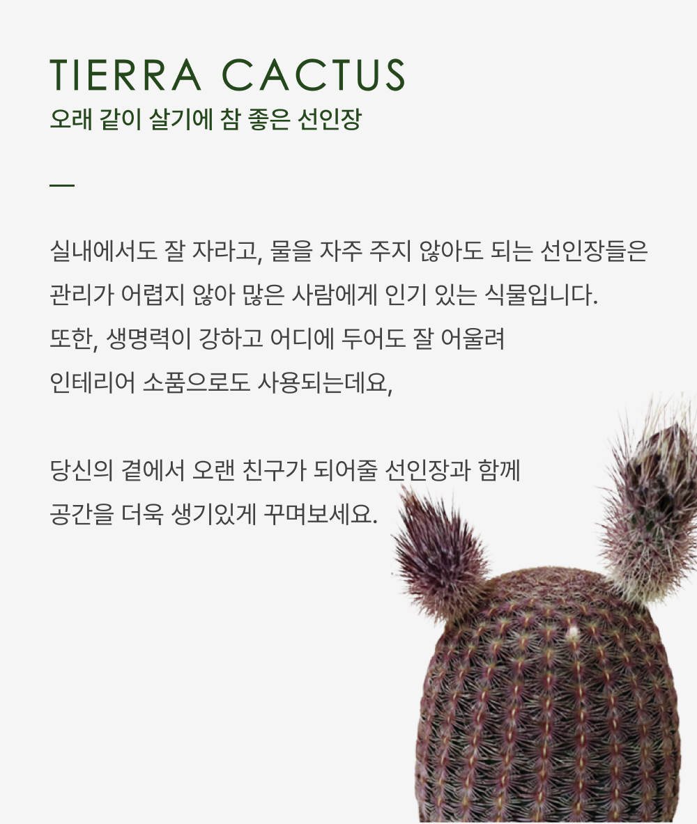 테이블사이즈 네모진 줄기를 가진 백각기린 선인장 - 화분 3타입 상세 이미지 1