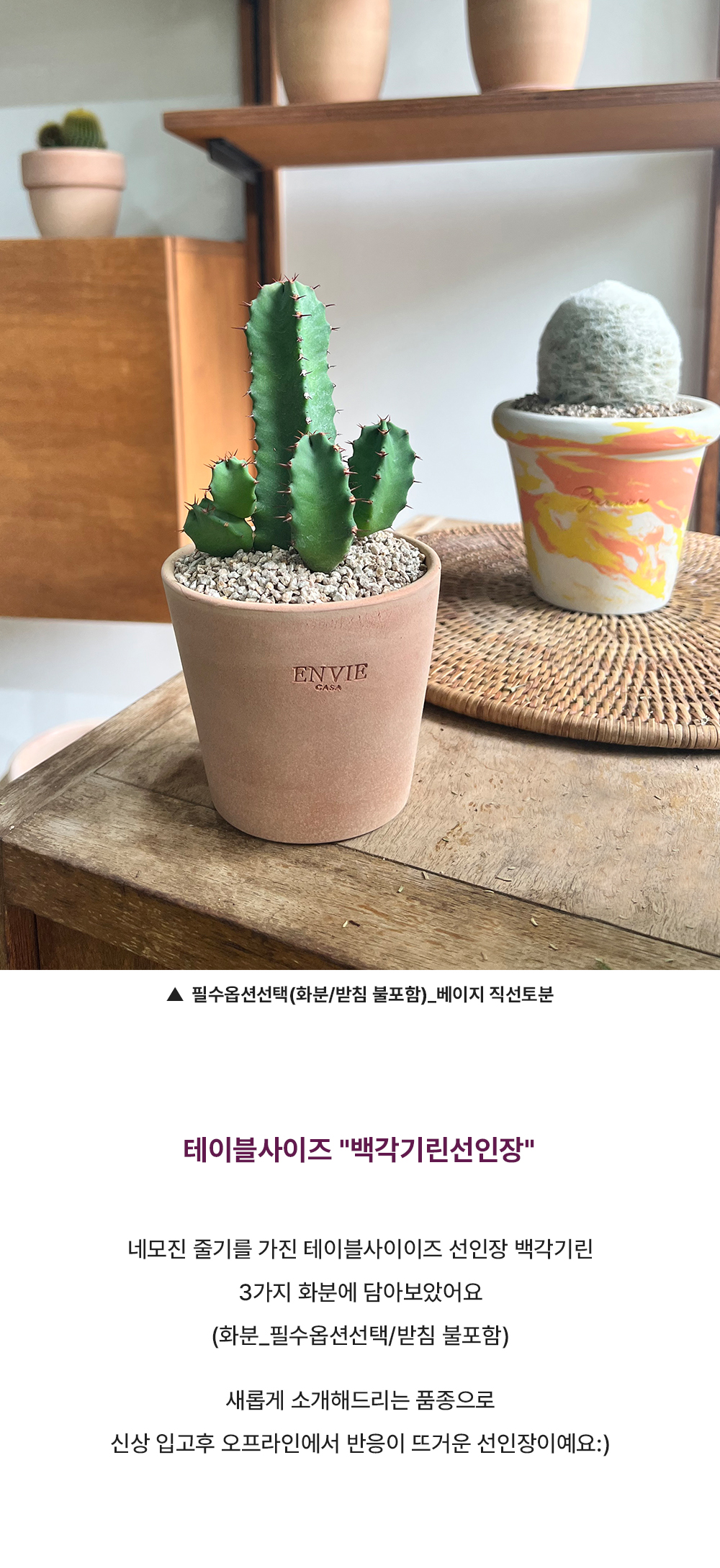 테이블사이즈 네모진 줄기를 가진 백각기린 선인장 - 화분 3타입 상세 이미지 2