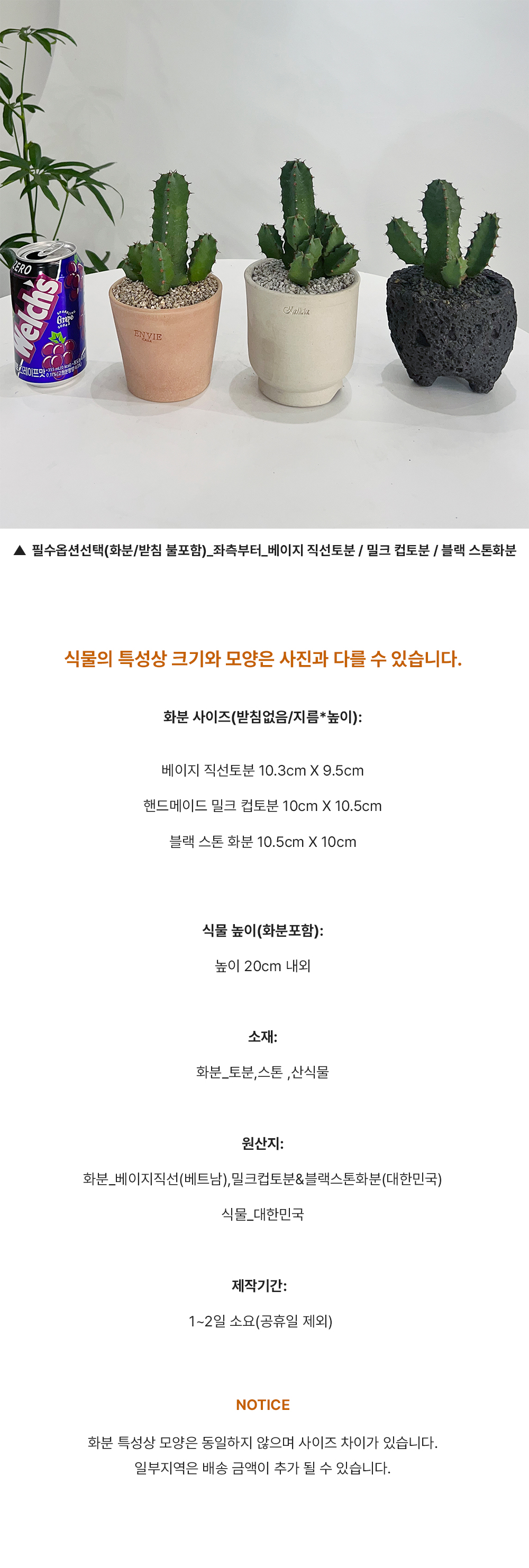 테이블사이즈 네모진 줄기를 가진 백각기린 선인장 - 화분 3타입 상세 이미지 5