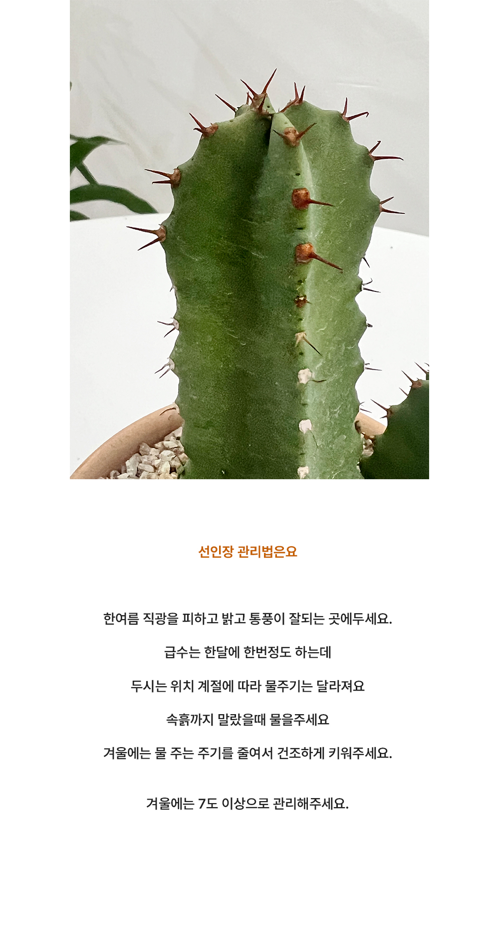 테이블사이즈 네모진 줄기를 가진 백각기린 선인장 - 화분 3타입 상세 이미지 6