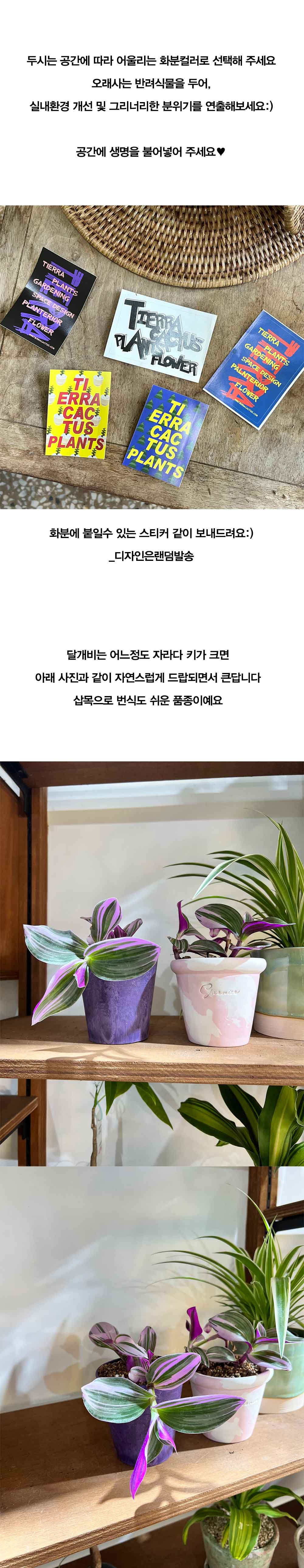 알록달록 컬러플분XS에 담긴 퍼플 패턴잎 삼색달개비 상세 이미지 4