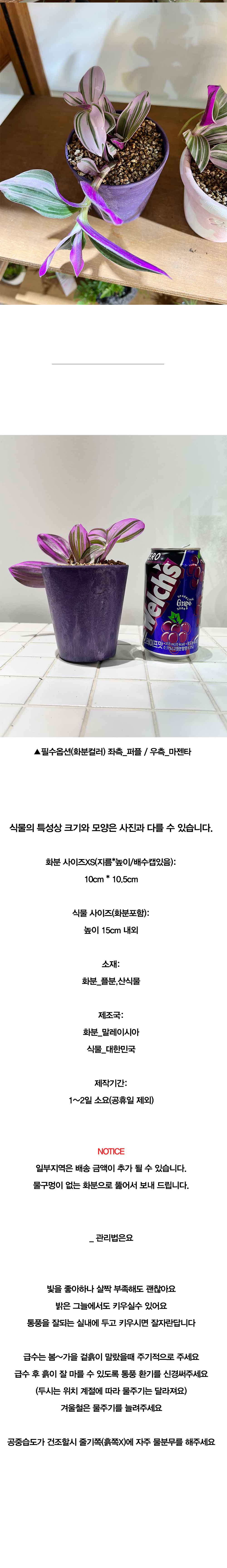 알록달록 컬러플분XS에 담긴 퍼플 패턴잎 삼색달개비 상세 이미지 5