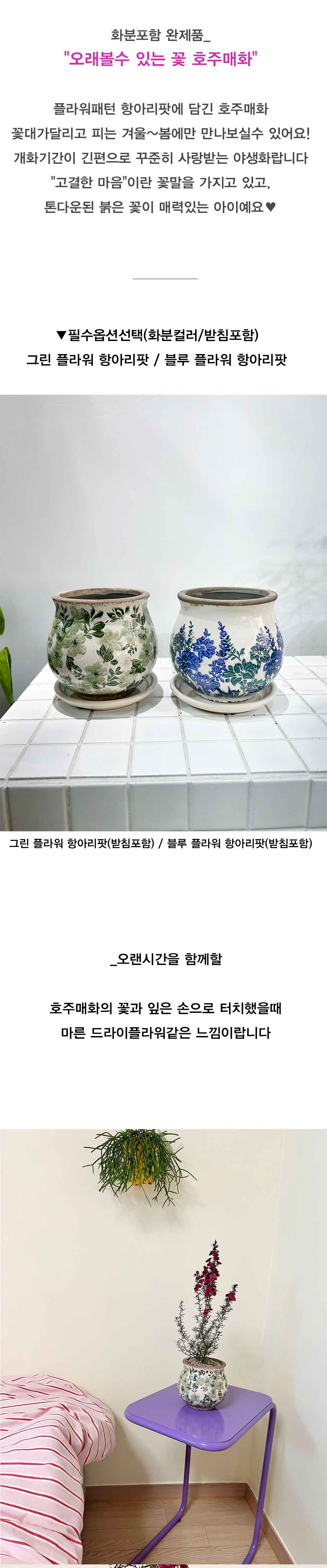 플라워항아리팟에 담긴 붉은 꽃이 매력적인 야생화 호주매화 상세 이미지 3