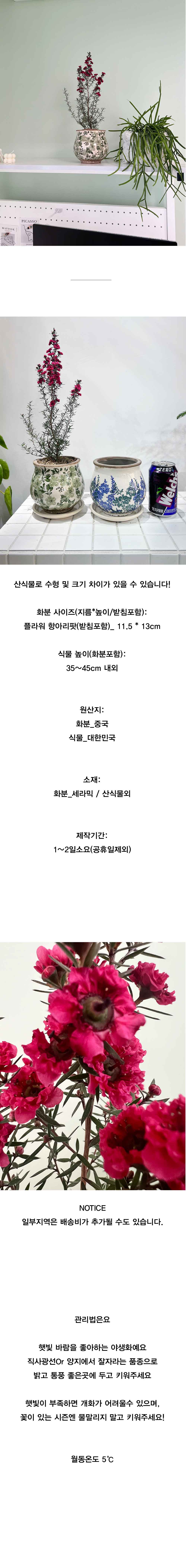 플라워항아리팟에 담긴 붉은 꽃이 매력적인 야생화 호주매화 상세 이미지 5