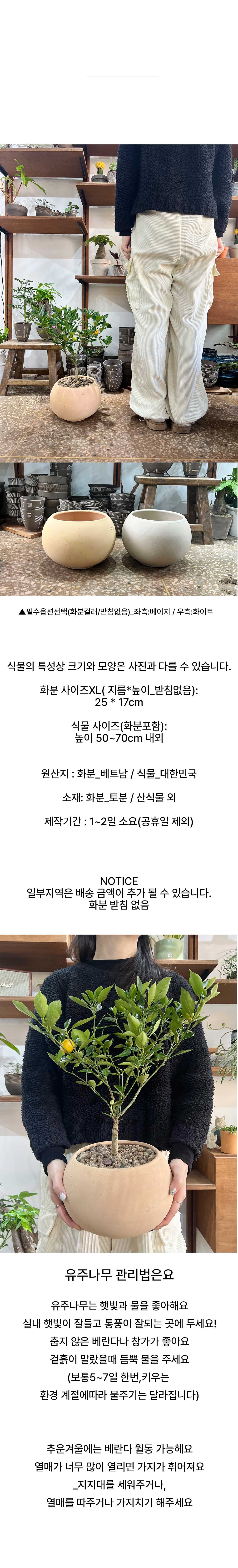 유주나무 생귤탱귤 과실수 중형나무 볼토분XL 상세 이미지 5