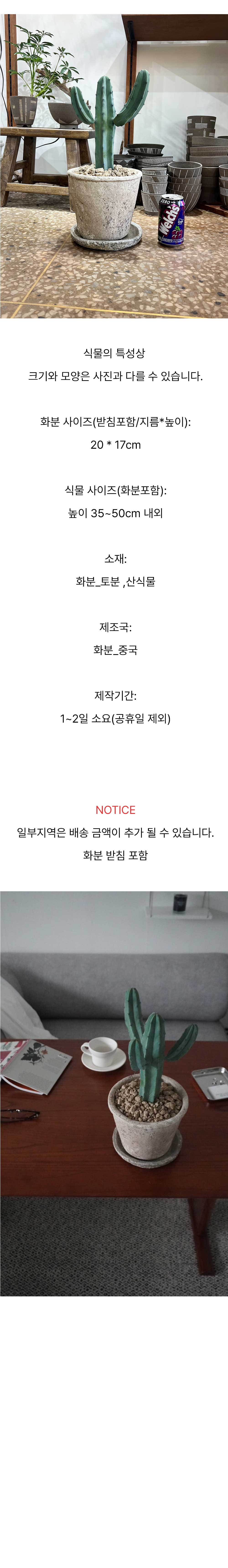 만세 용신목 중형 선인장 빈티지화분 상세 이미지 5