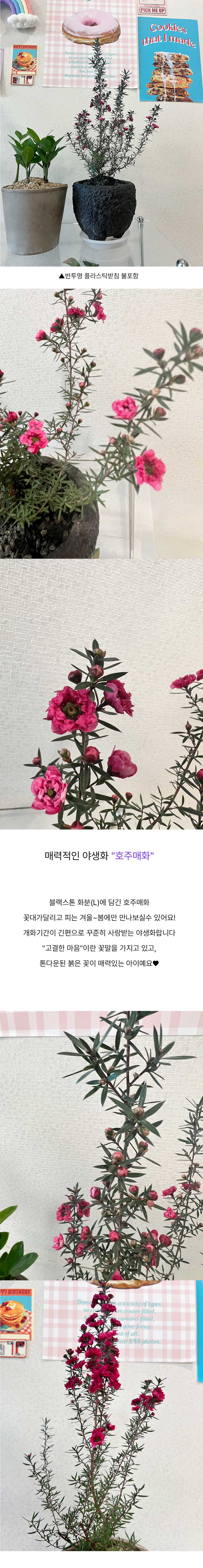 블랙스톤화분L에 담긴 붉은 꽃이 매력적인 야생화 호주매화 상세 이미지 2