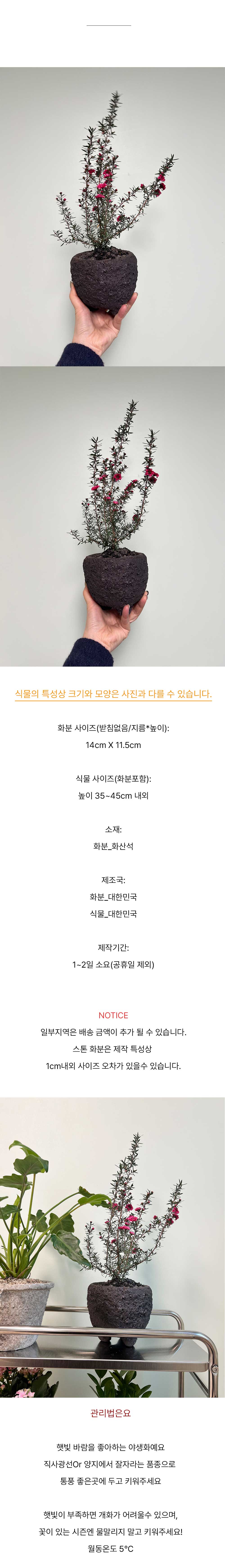 블랙스톤화분L에 담긴 붉은 꽃이 매력적인 야생화 호주매화 상세 이미지 5