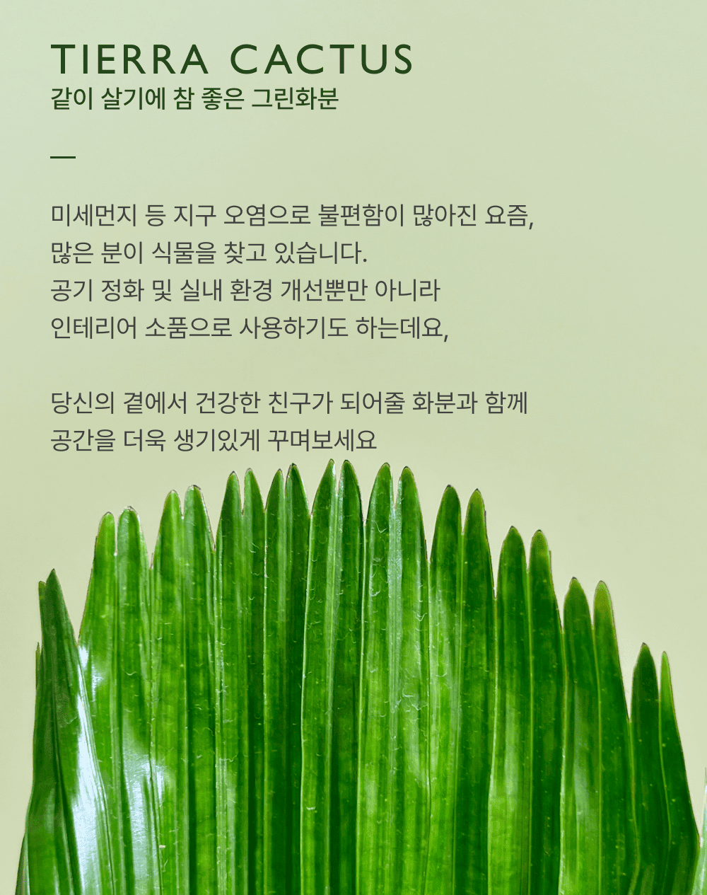 아스파라거스 나누스 중형 핸드메이드토분XL 상세 이미지 1