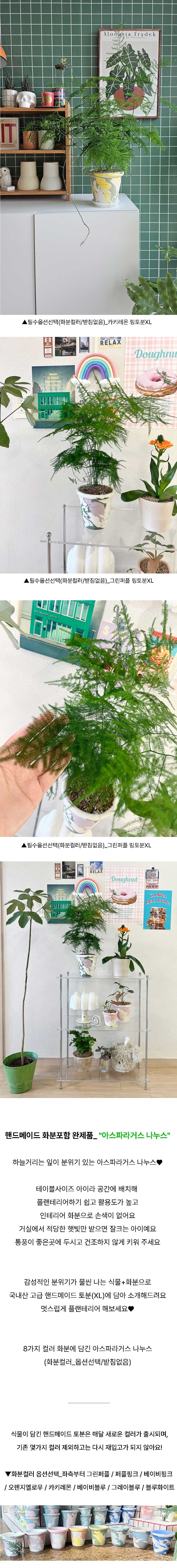 아스파라거스 나누스 중형 핸드메이드토분XL 상세 이미지 2