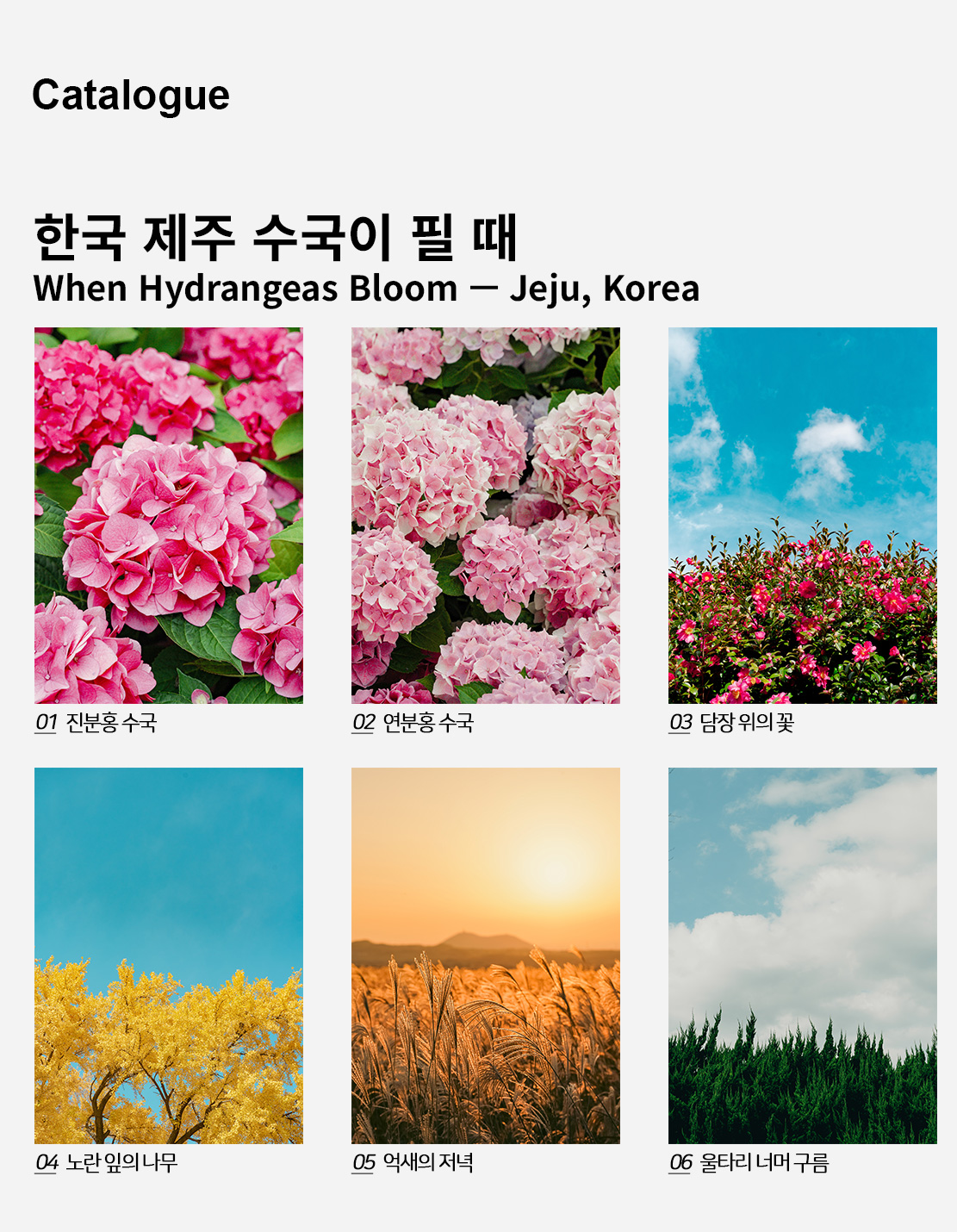 직접 찍은 한국 제주 수국이 필 때 인테리어 포스터 6종 상세 이미지 2