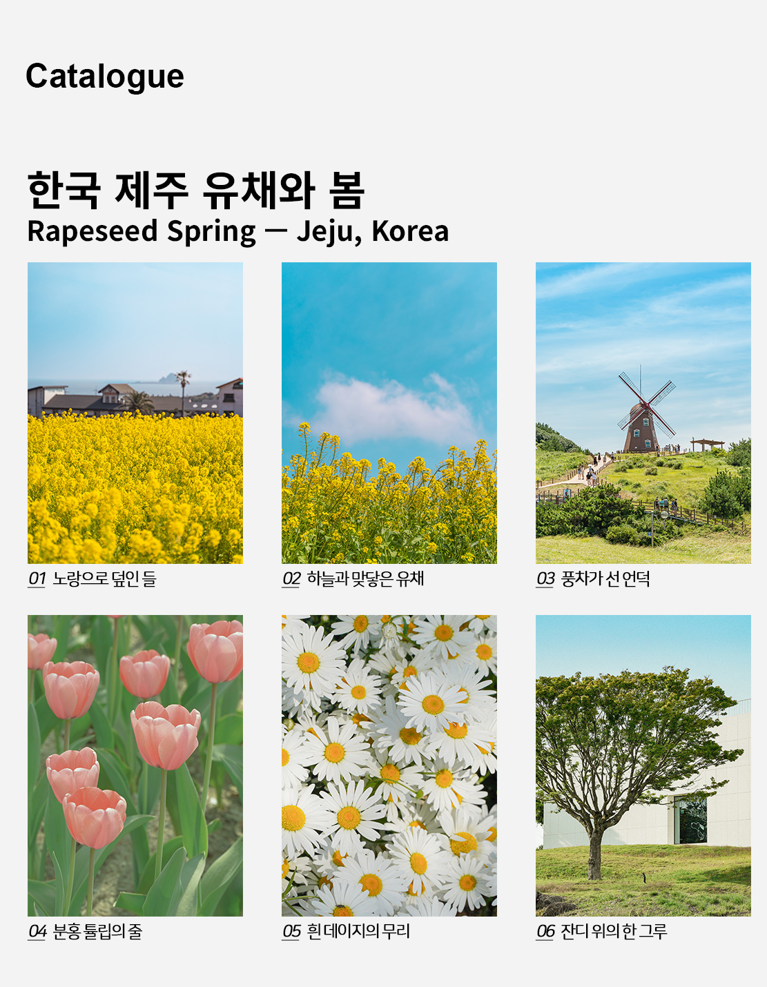 직접 찍은 한국 제주 유채와 봄 인테리어 포스터 6종 상세 이미지 2