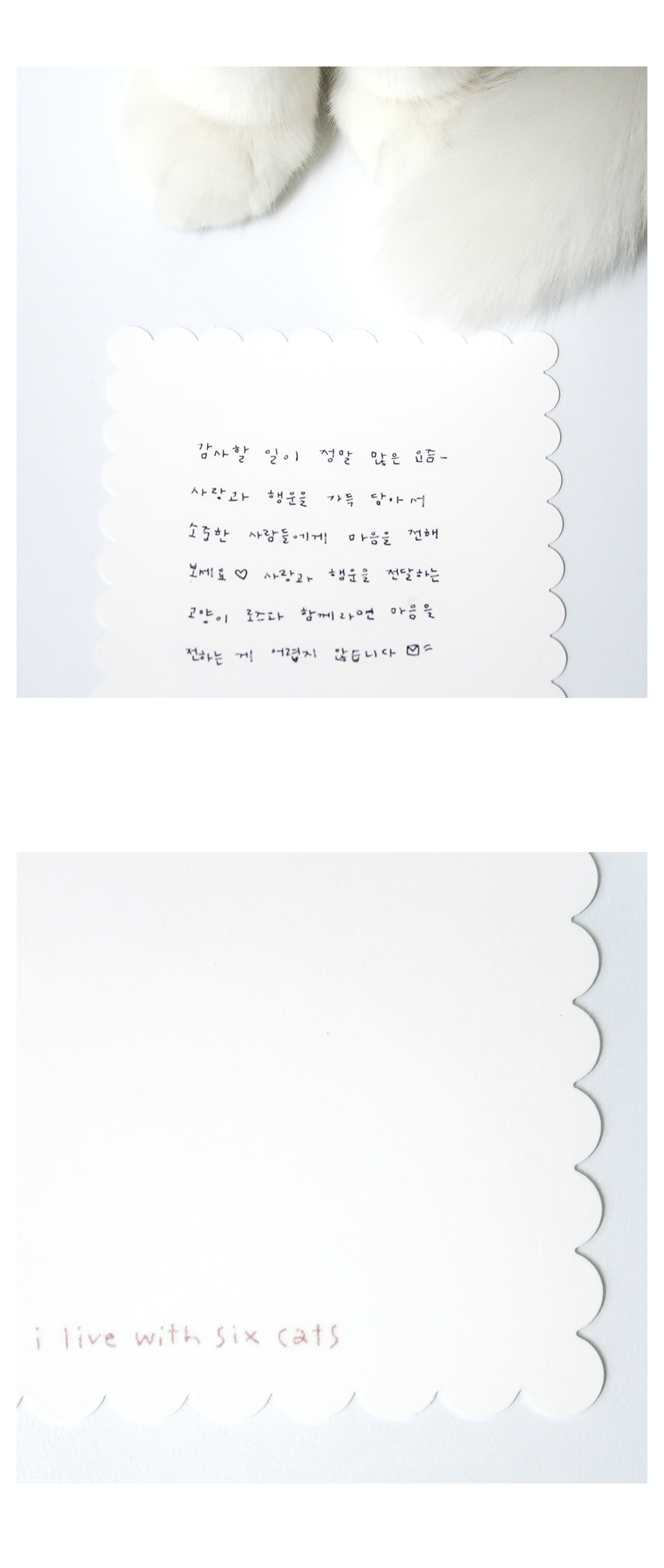 [엽서] 로즈의 마음 전하기 상세 이미지 2