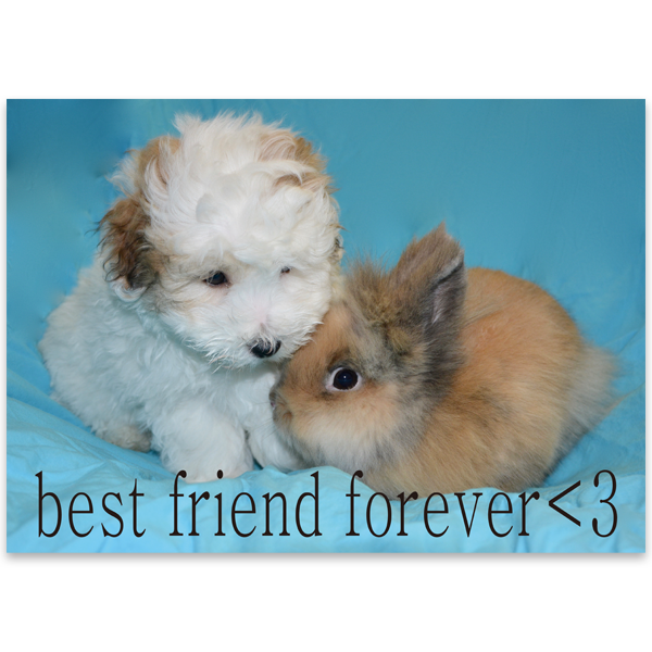 B.F Forever - A3 Poster 상세 이미지 1