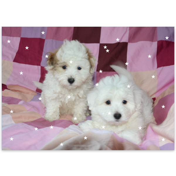 FLUFFY BABIES - 70 x 50 Poster 상세 이미지 1